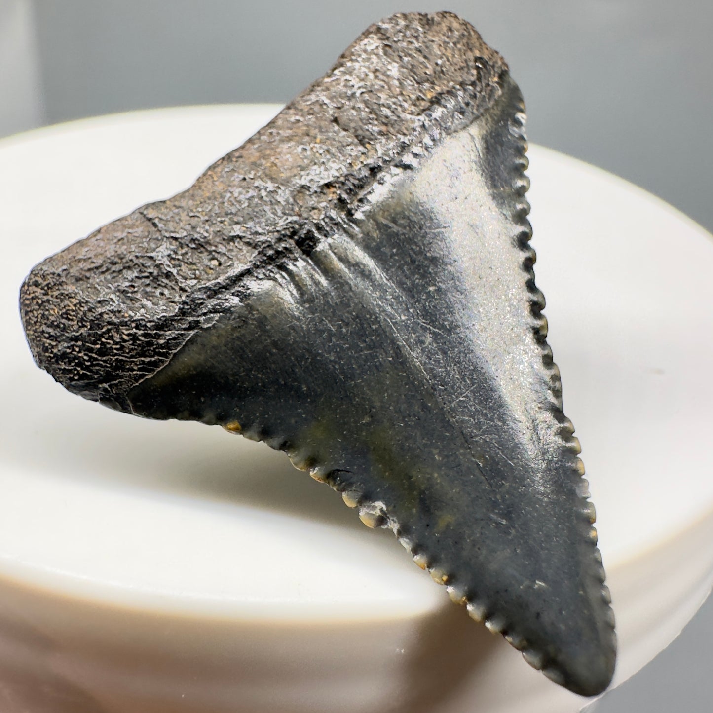 Dark colors 1.27" Fossil Great White Tooth - South Carolina River GW1170 - Back Left