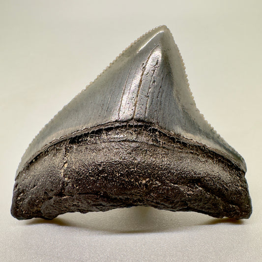 Sharply serrated posterior 2.01" Authentic Fossil Megalodon Tooth from South Carolina- Front