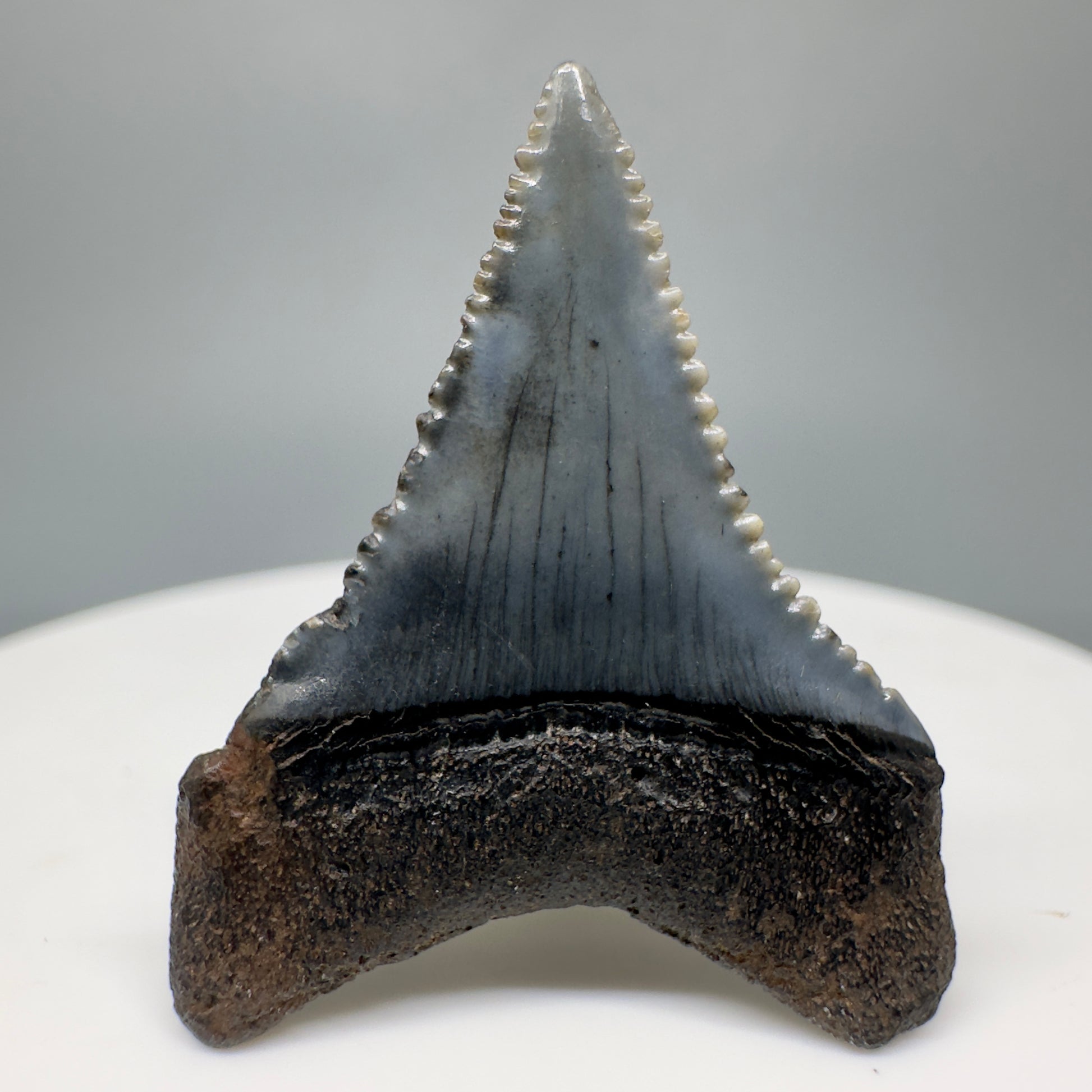 Colorful, sharply serrated 1.18" Fossil Great White Shark Tooth - South Carolina River GW1169 - Back