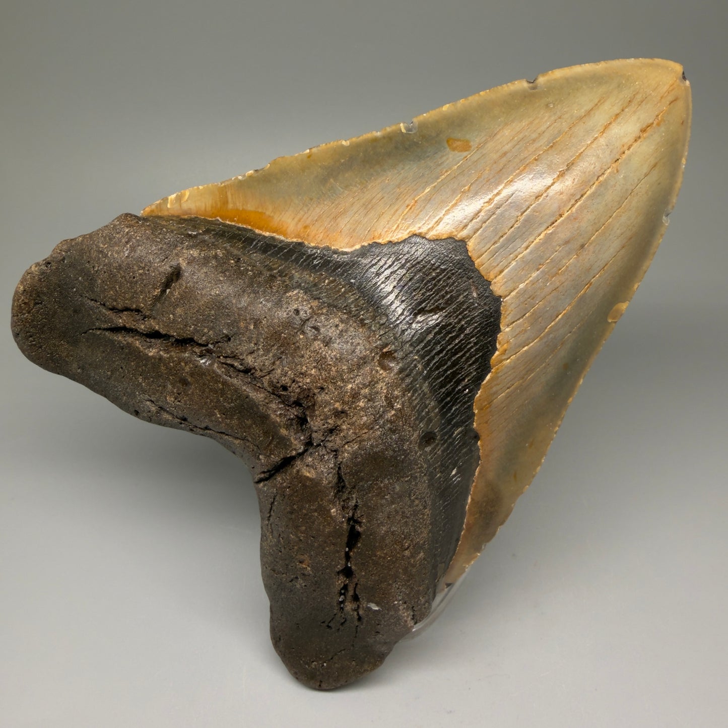 Front View 6.53" Authentic Megalodon Tooth – Extra Large Fossil from North Carolina | Collector Megalodon Teeth for Sale CM5621 - 4