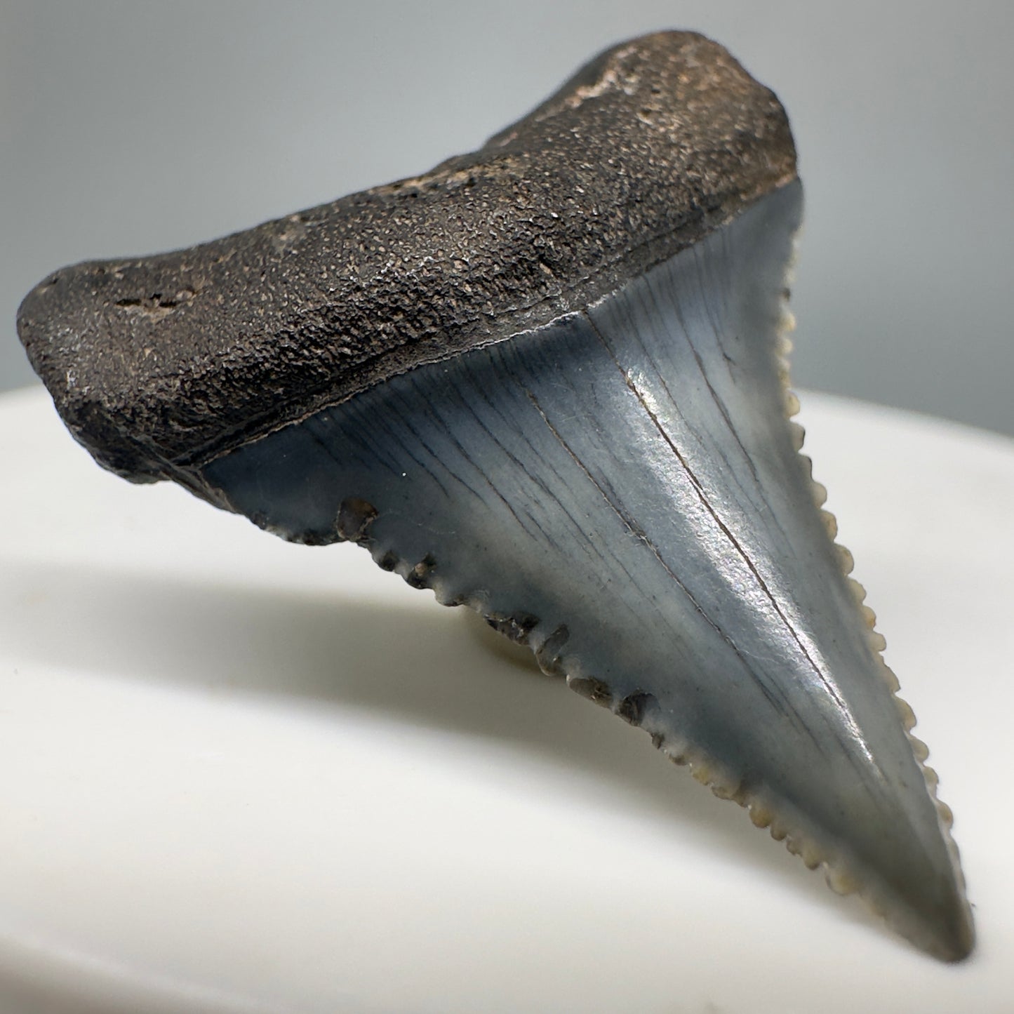 Colorful, sharply serrated 1.18" Fossil Great White Shark Tooth - South Carolina River GW1169 - Front Left