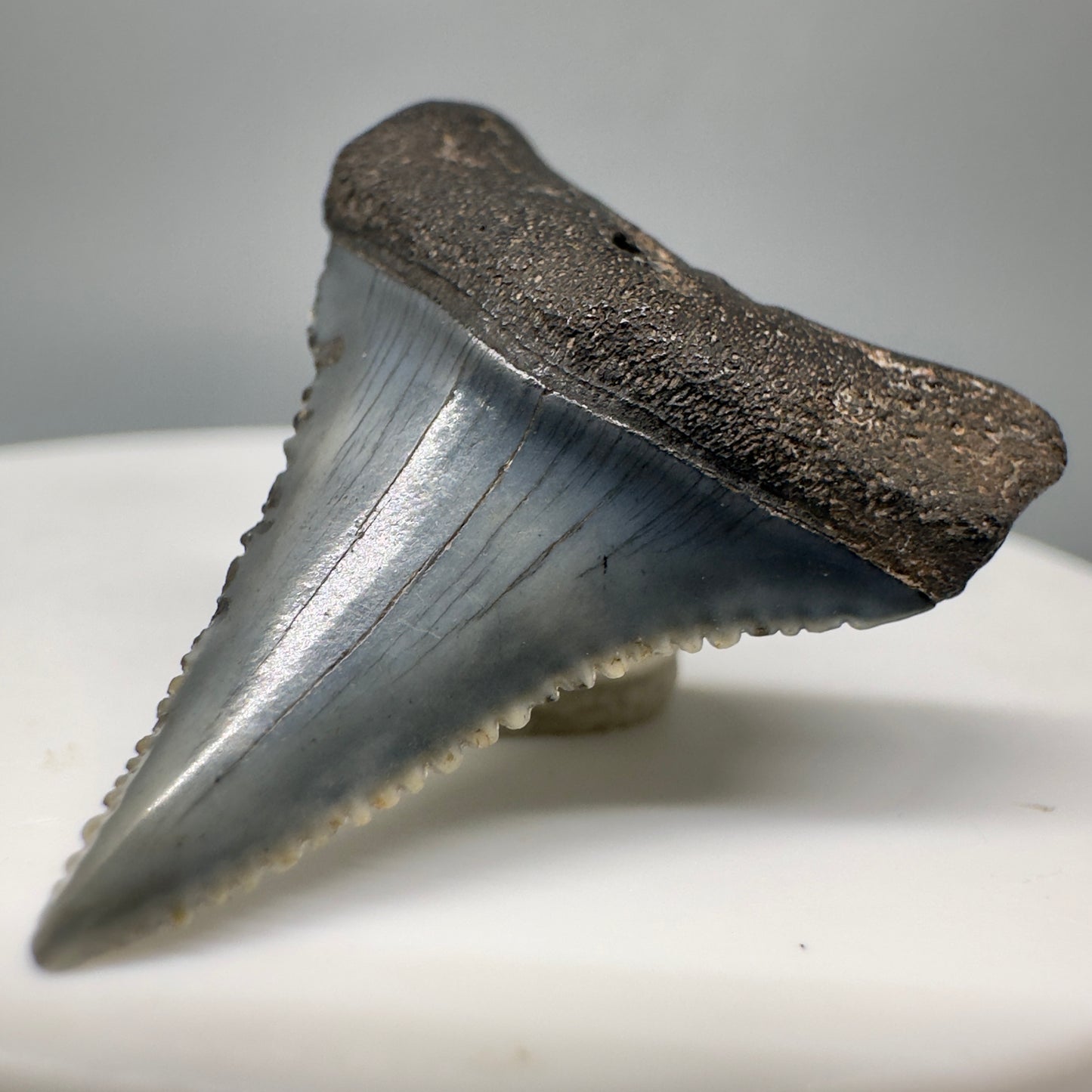 Colorful, sharply serrated 1.18" Fossil Great White Shark Tooth - South Carolina River GW1169 - Front Right