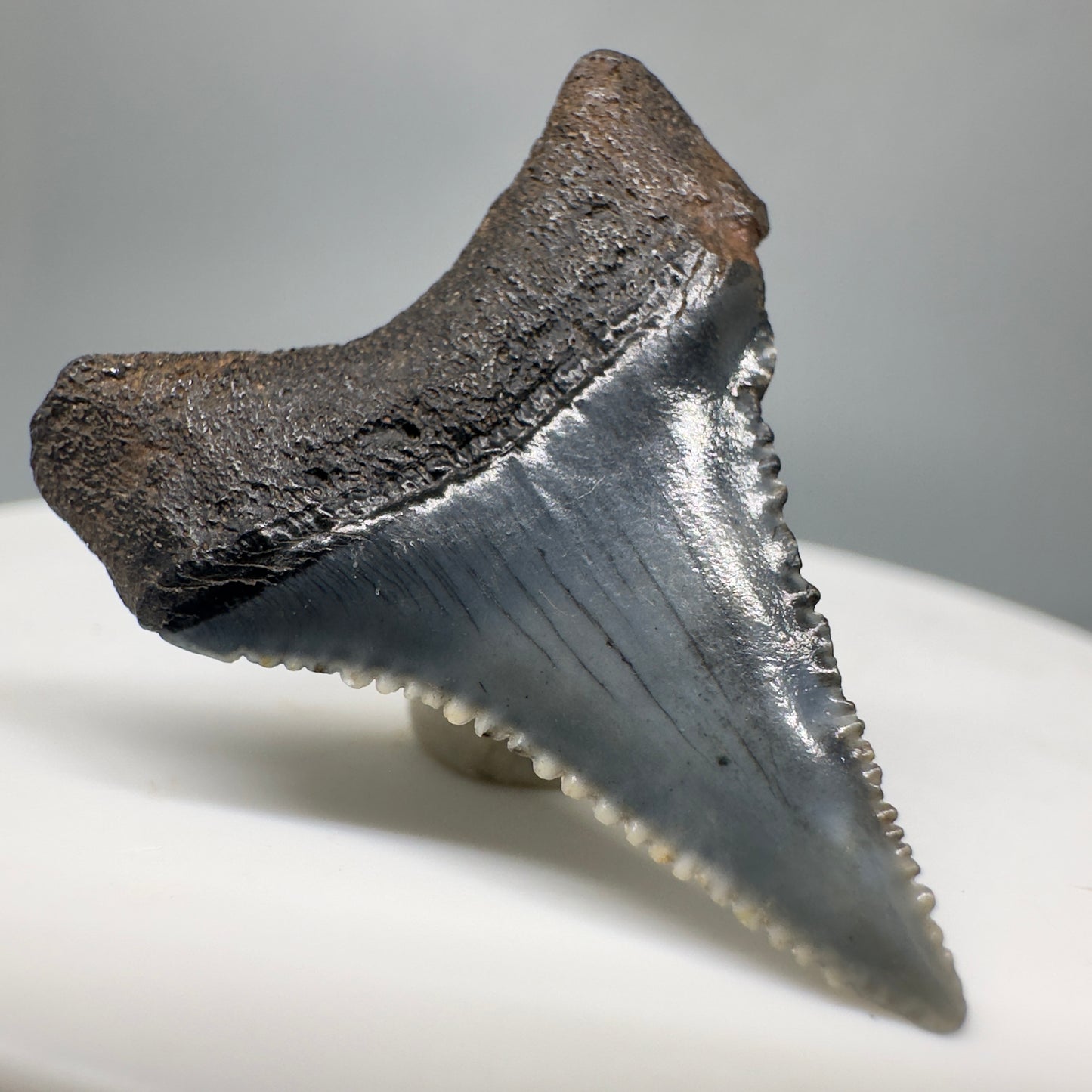 Colorful, sharply serrated 1.18" Fossil Great White Shark Tooth - South Carolina River GW1169 - Back Left