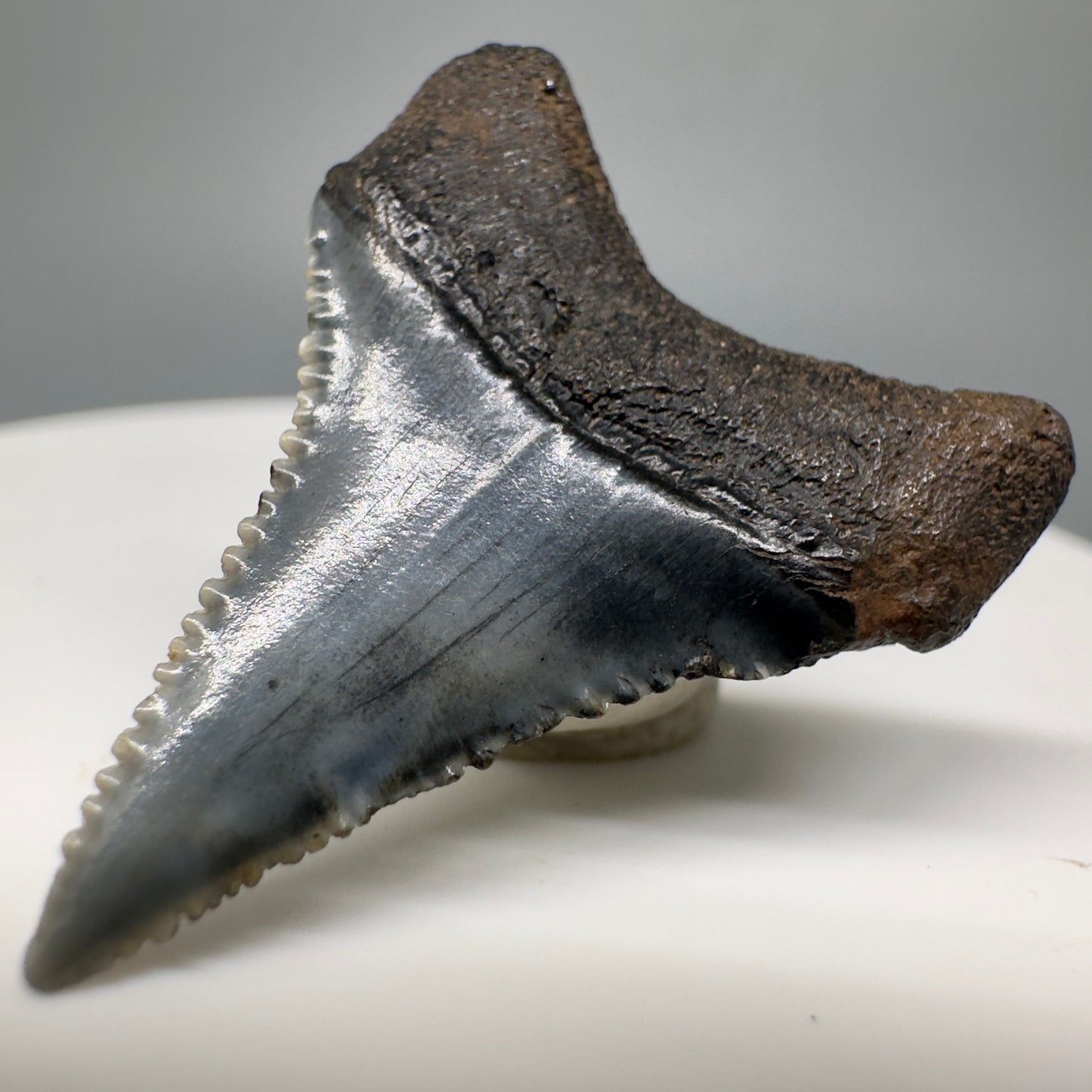 Colorful, sharply serrated 1.18" Fossil Great White Shark Tooth - South Carolina River GW1169 - Back Right