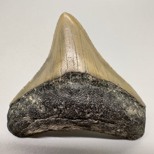 Colorful posterior 2.56" Fossil Megalodon Tooth from North Carolina Diving Discovery- Front
