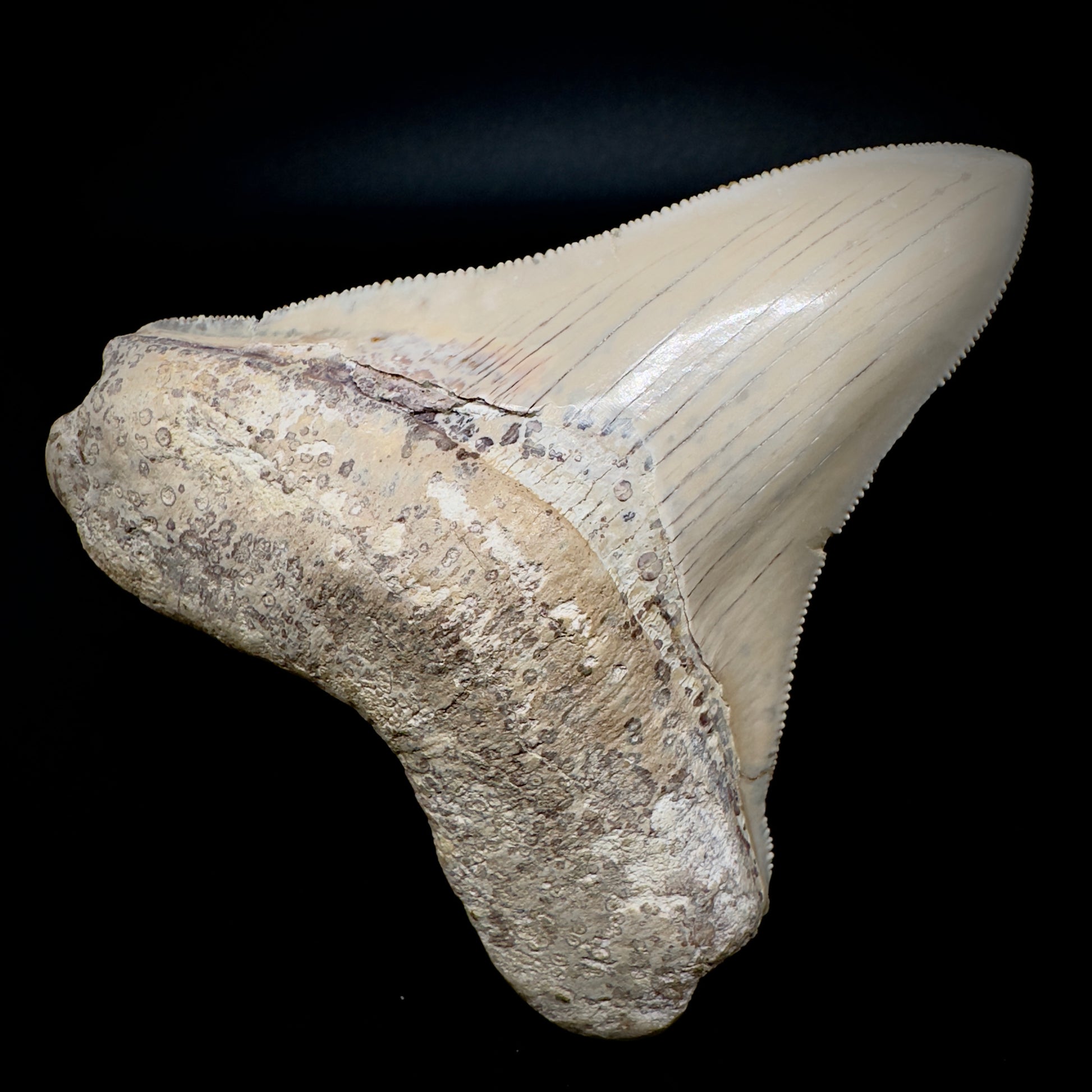 Collector's Quality 4.39" Fossil Megalodon Shark Tooth from Ica, Peru CM - Front