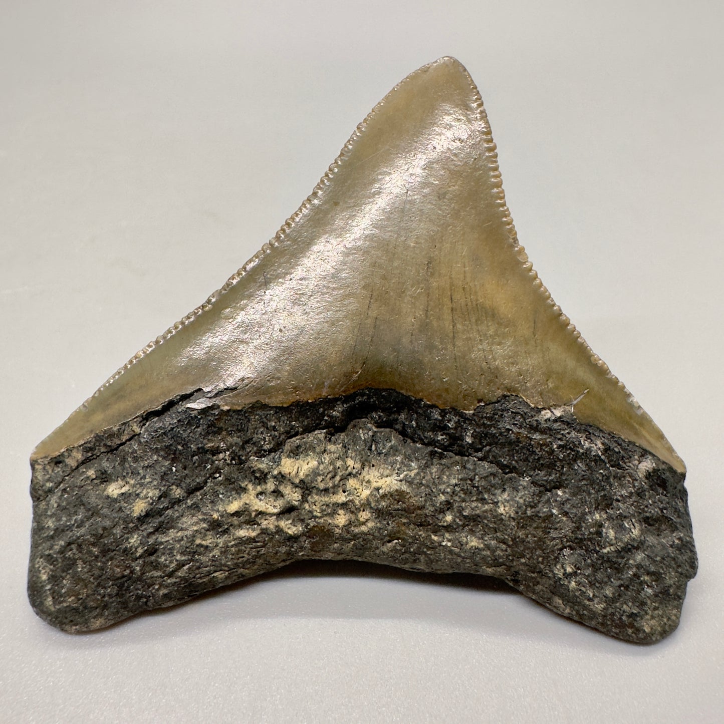 Colorful posterior 2.56" Fossil Megalodon Tooth from North Carolina Diving Discovery- Back