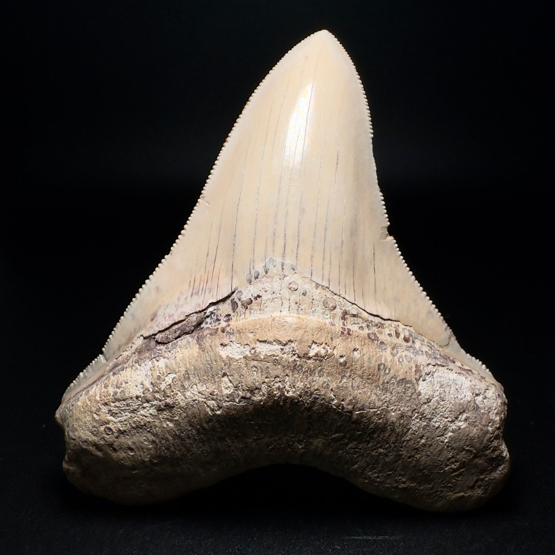 Collector's Quality 4.39" Fossil Megalodon Shark Tooth from Ica, Peru CM - Front 2