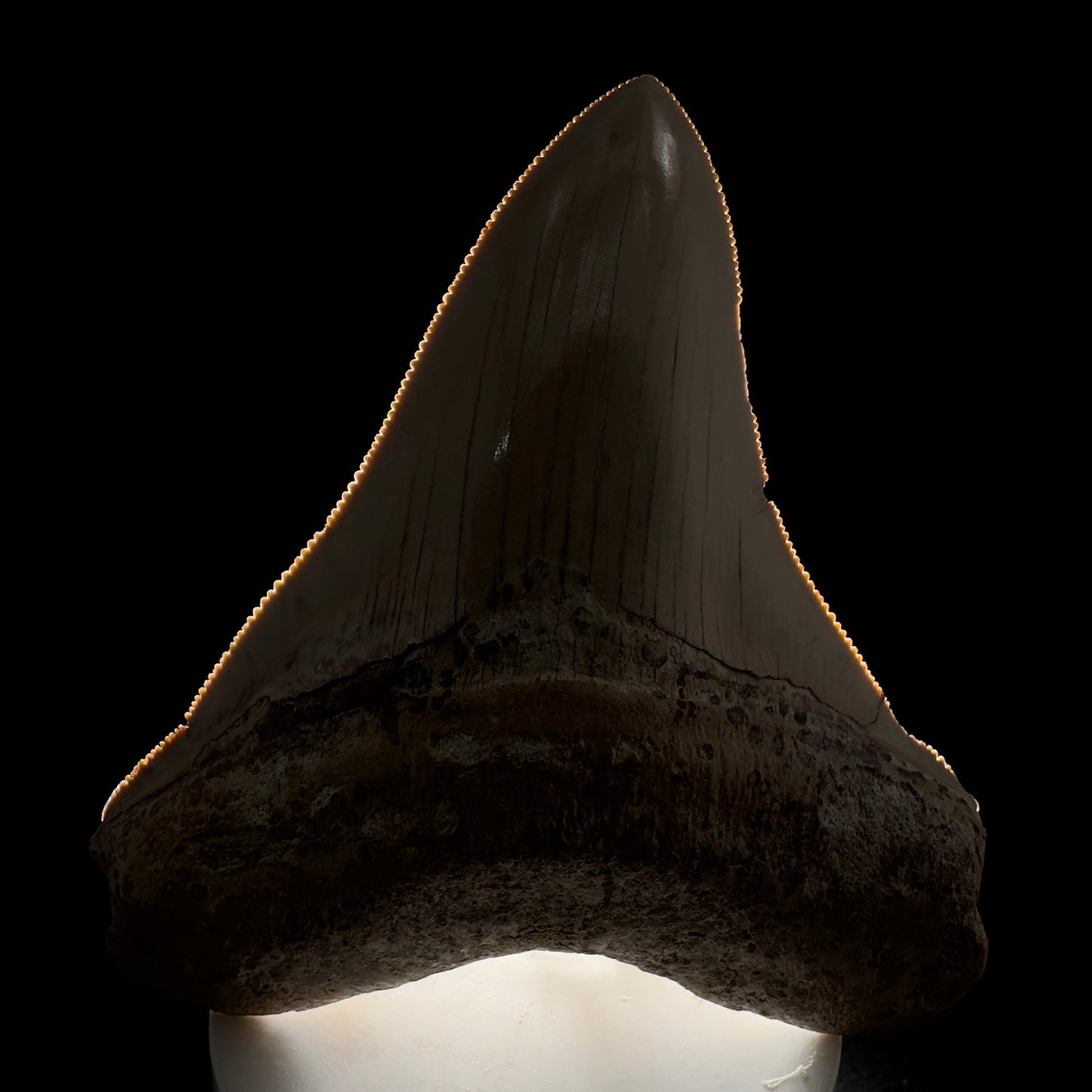 Collector's Quality 4.39" Fossil Megalodon Shark Tooth from Ica, Peru CM - Front 3