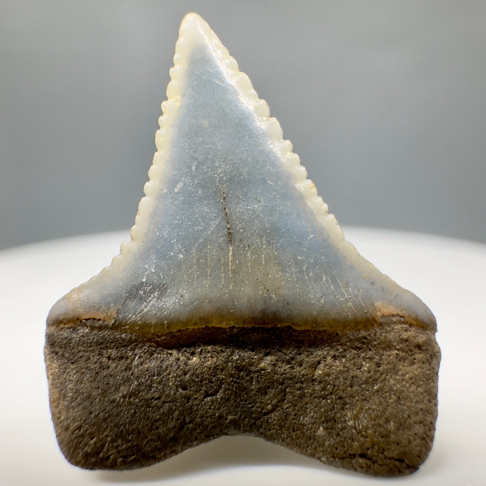 Rare Location - Colorful 0.82" Fossil Great White Shark Tooth from Oceanside, California GW1165 - Back 