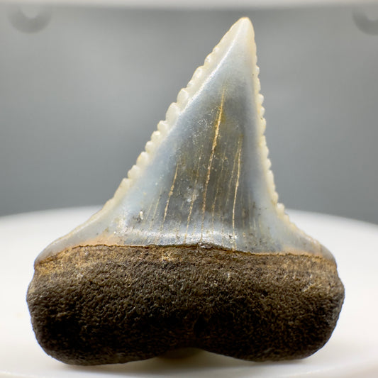 Rare Location - Colorful 0.82" Fossil Great White Shark Tooth from Oceanside, California GW1165 - Front
