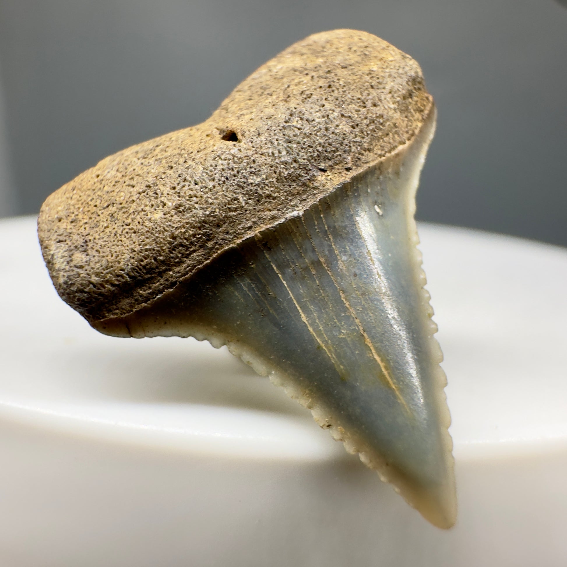 Rare Location - Colorful 0.82" Fossil Great White Shark Tooth from Oceanside, California GW1165 - Front Left