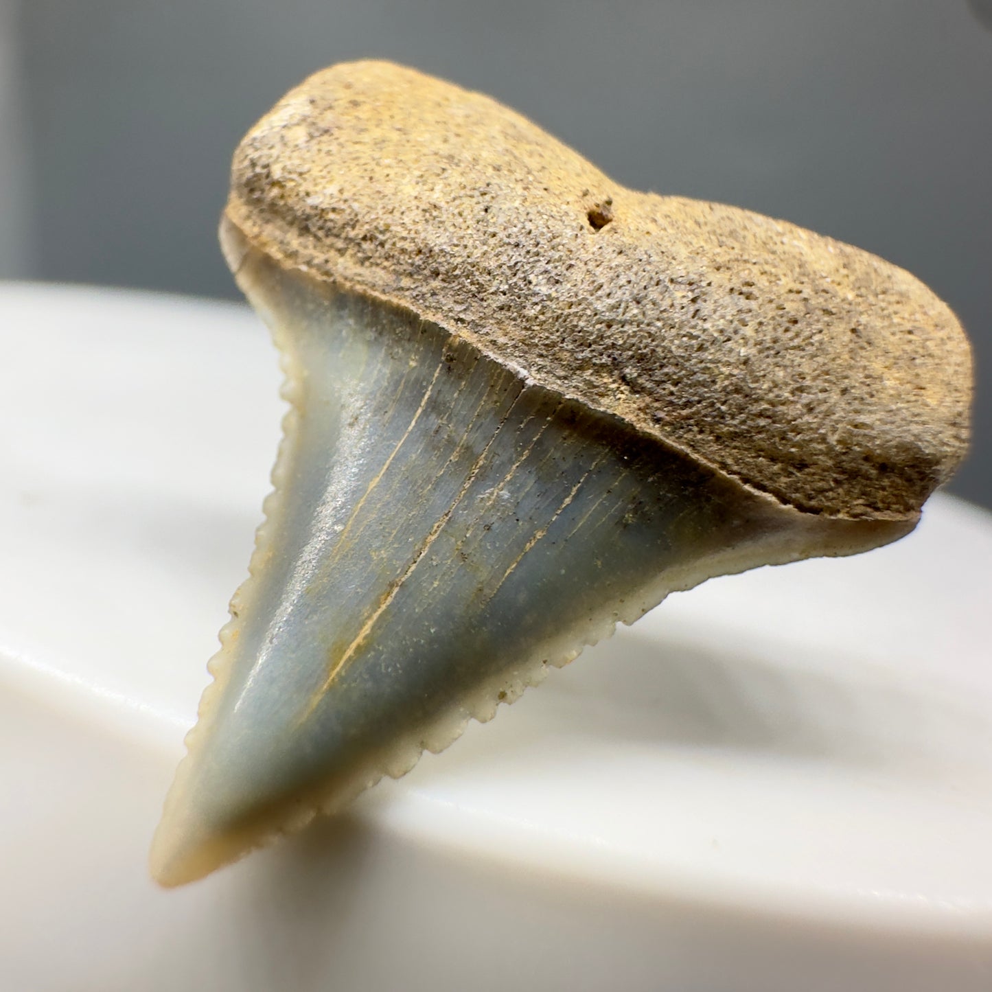 Rare Location - Colorful 0.82" Fossil Great White Shark Tooth from Oceanside, California GW1165 - Front Right