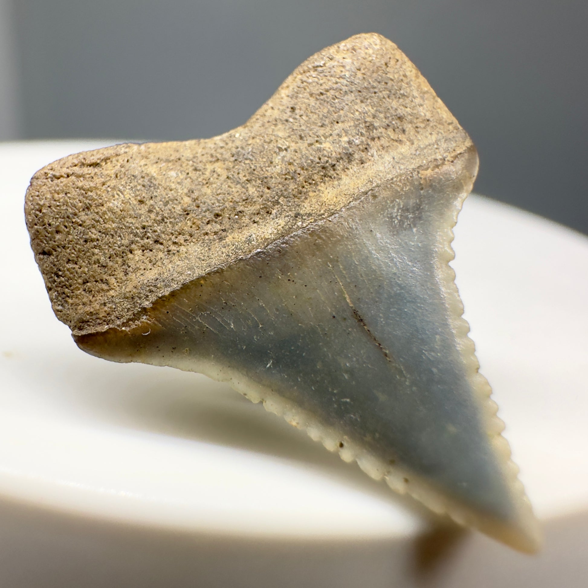 Rare Location - Colorful 0.82" Fossil Great White Shark Tooth from Oceanside, California GW1165 - Back Left
