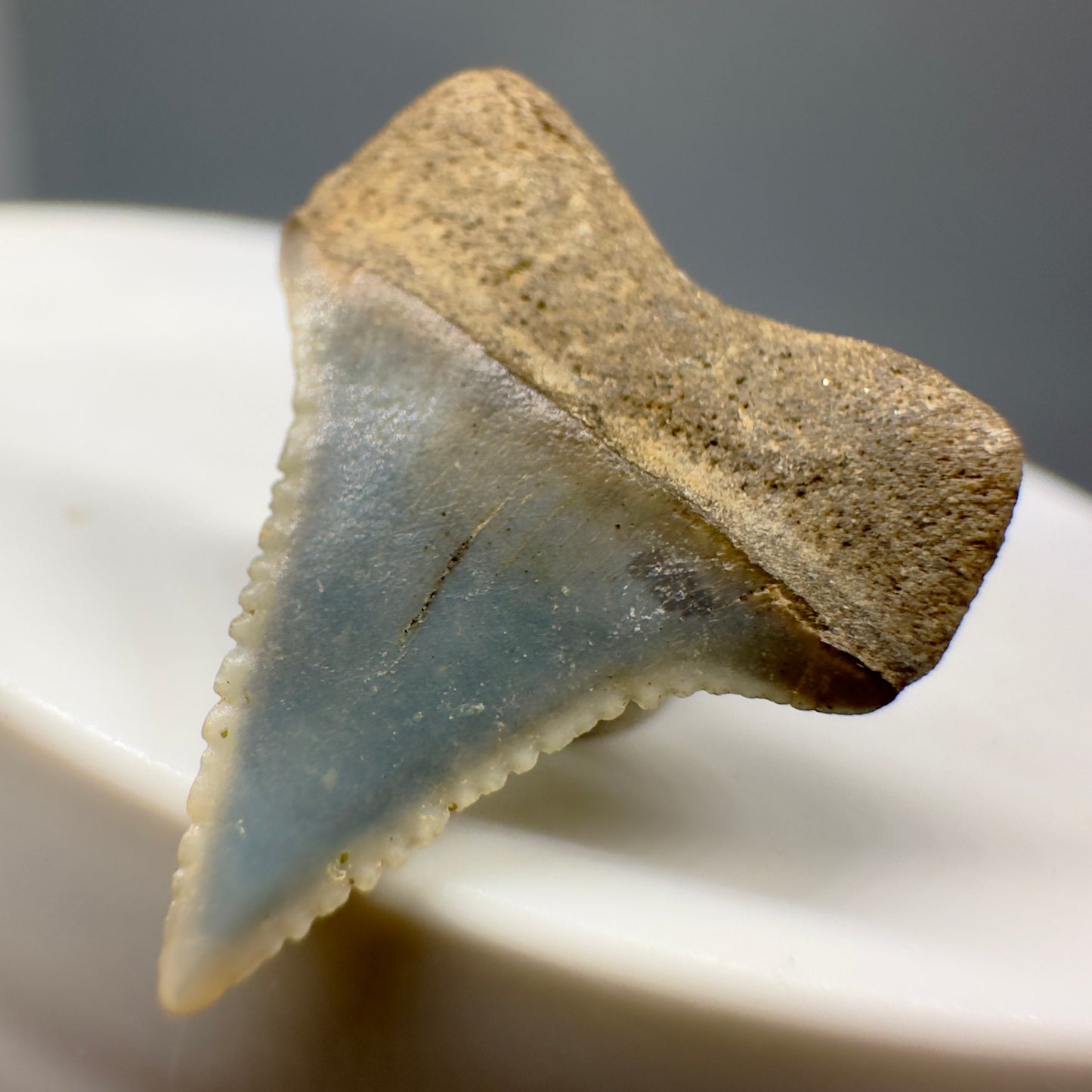 Rare Location - Colorful 0.82" Fossil Great White Shark Tooth from Oceanside, California GW1165 - Back Right