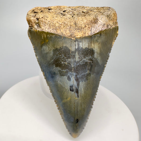 Black Rose print on this colorful Fossil Great White Tooth 2.35" - North Carolina GW1168 - Front