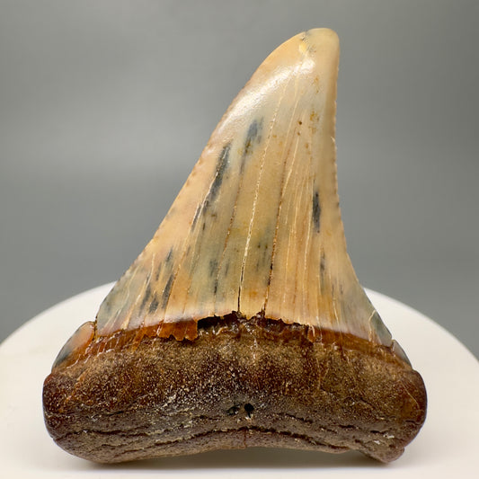 Colorful 2.02" Fossil Great White Tooth from Sacaco, Peru GW1164 - Front