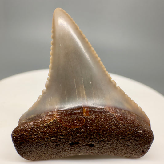 Colorful 1.44" Fossil Great White Tooth from Sacaco, Peru GW1163 - Front