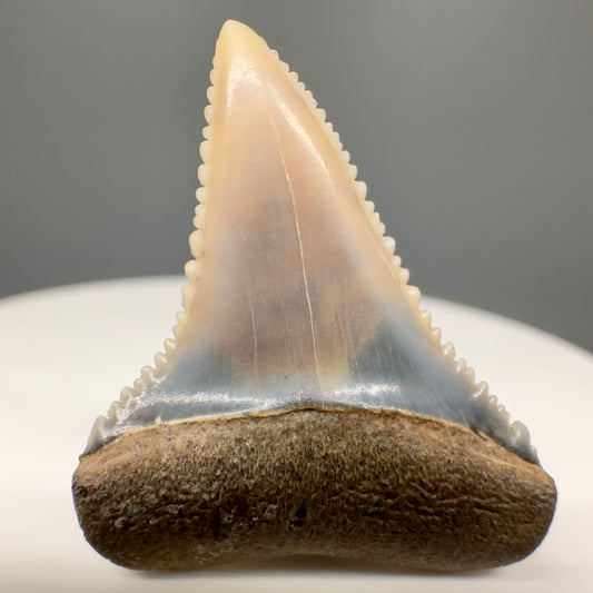 Colorful, Serrated 1.13" Colorful Fossil Great White Shark Tooth from Sacaco, Peru GW1162 - Front