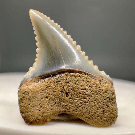 Deformed 0.76" Colorful Fossil Great White Shark Tooth from Sacaco, Peru GW1161 - Front