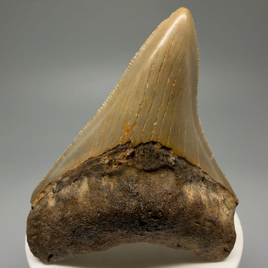 Front View Colorful 3.05" Fossil Megalodon Tooth from North Carolina - megalodonteeth.com CM5609