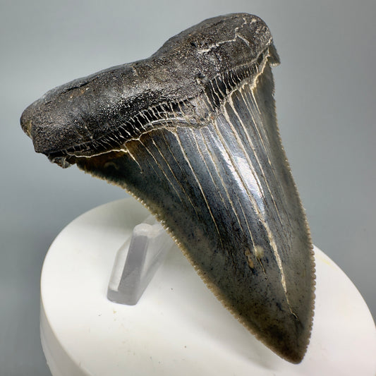 Spectacular 3.16" Serrated Fossil Carcharocles angustidens Shark Tooth from South Carolina AN438 - Front Left