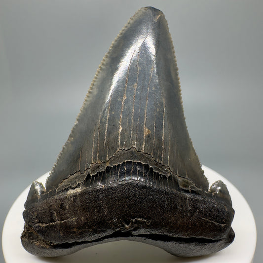Colorful 2.45" Serrated Fossil Carcharocles angustidens Shark Tooth from South Carolina AN437 - Front