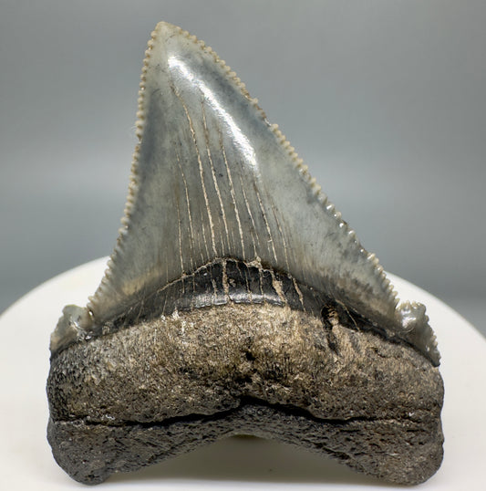 Spectacular 1.96" Serrated Fossil Carcharocles angustidens Shark Tooth from South Carolina AN435 - Front