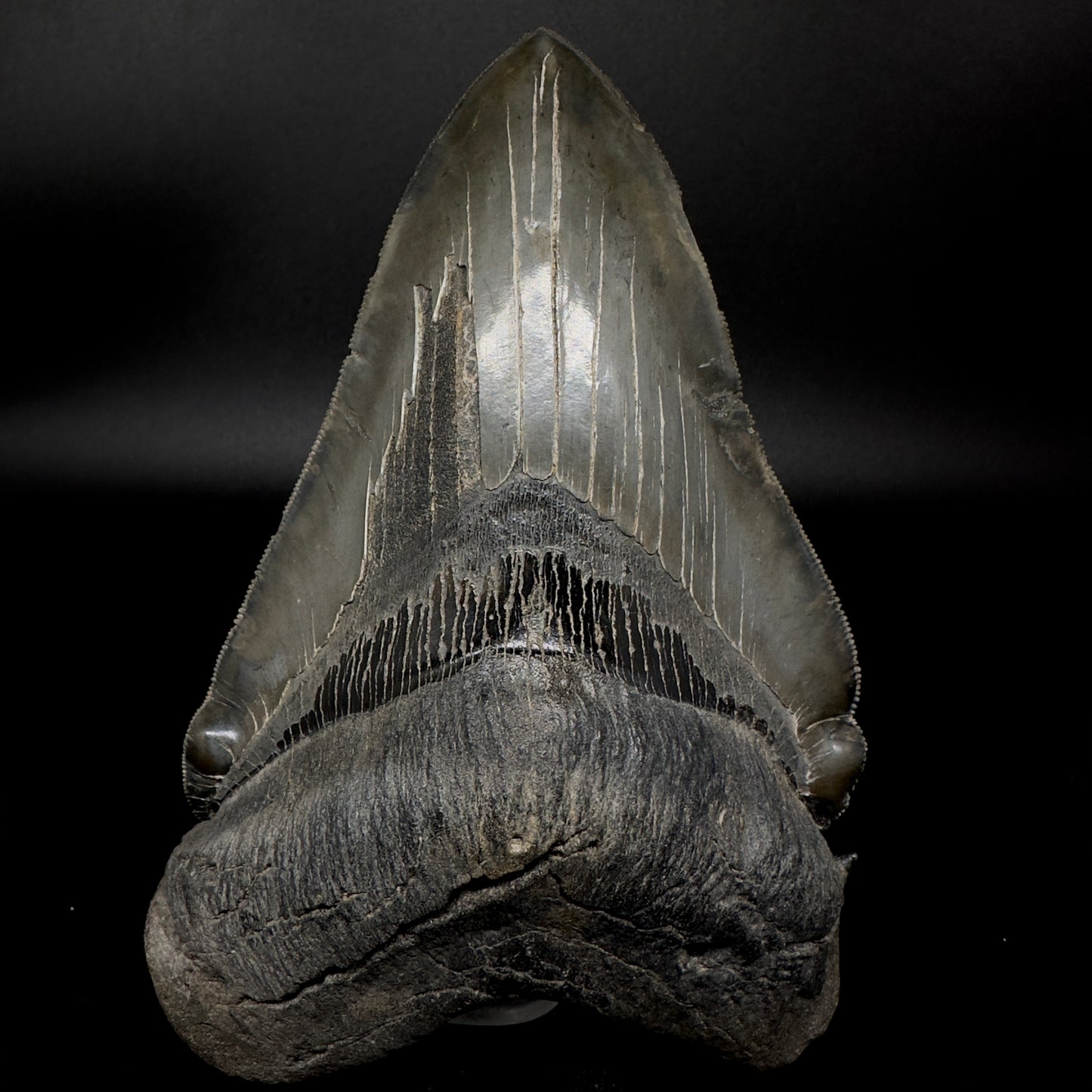 Collector's Quality, deformed 5.62" Fossil Megalodon Tooth - South Carolina CM1750 - Front 1