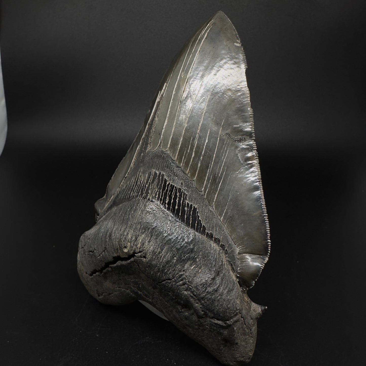 Collector's Quality, deformed 5.62" Fossil Megalodon Tooth - South Carolina CM1750 - Front 4