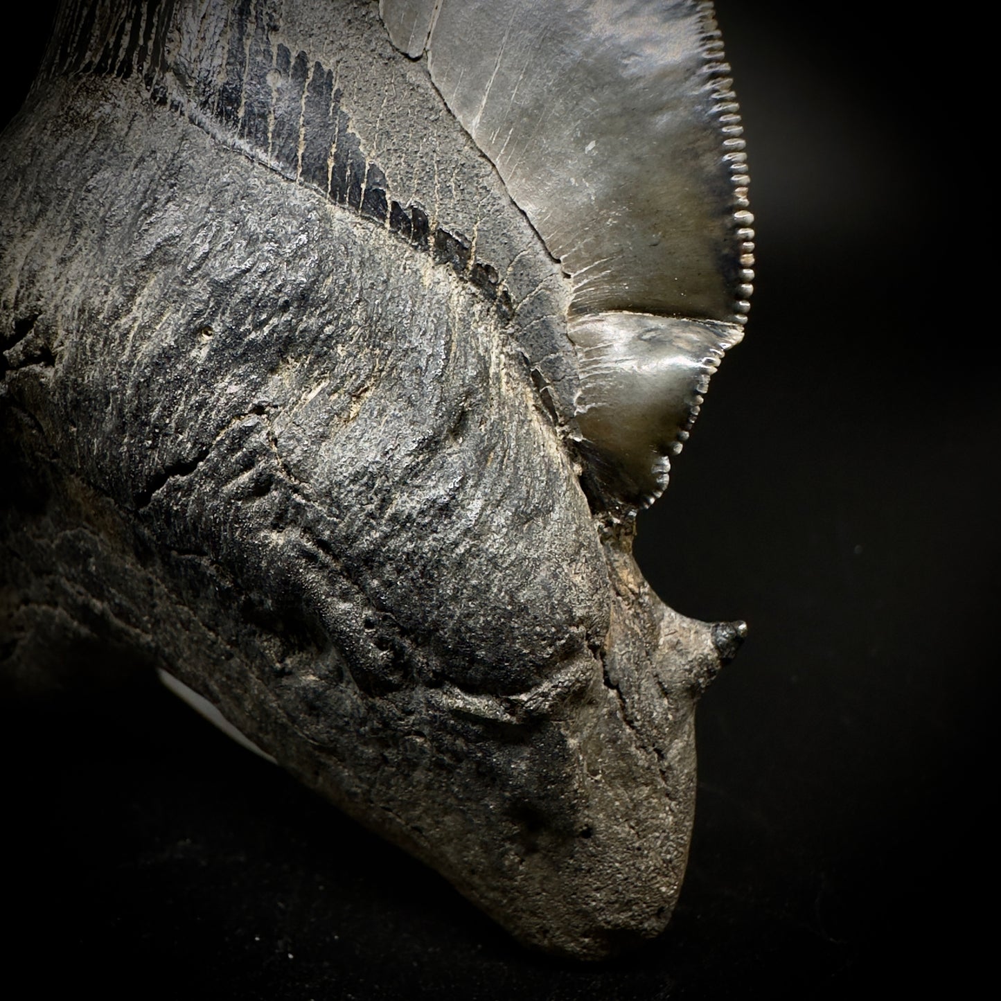 Collector's Quality, deformed 5.62" Fossil Megalodon Tooth - South Carolina CM1750 - Front detail of cusp