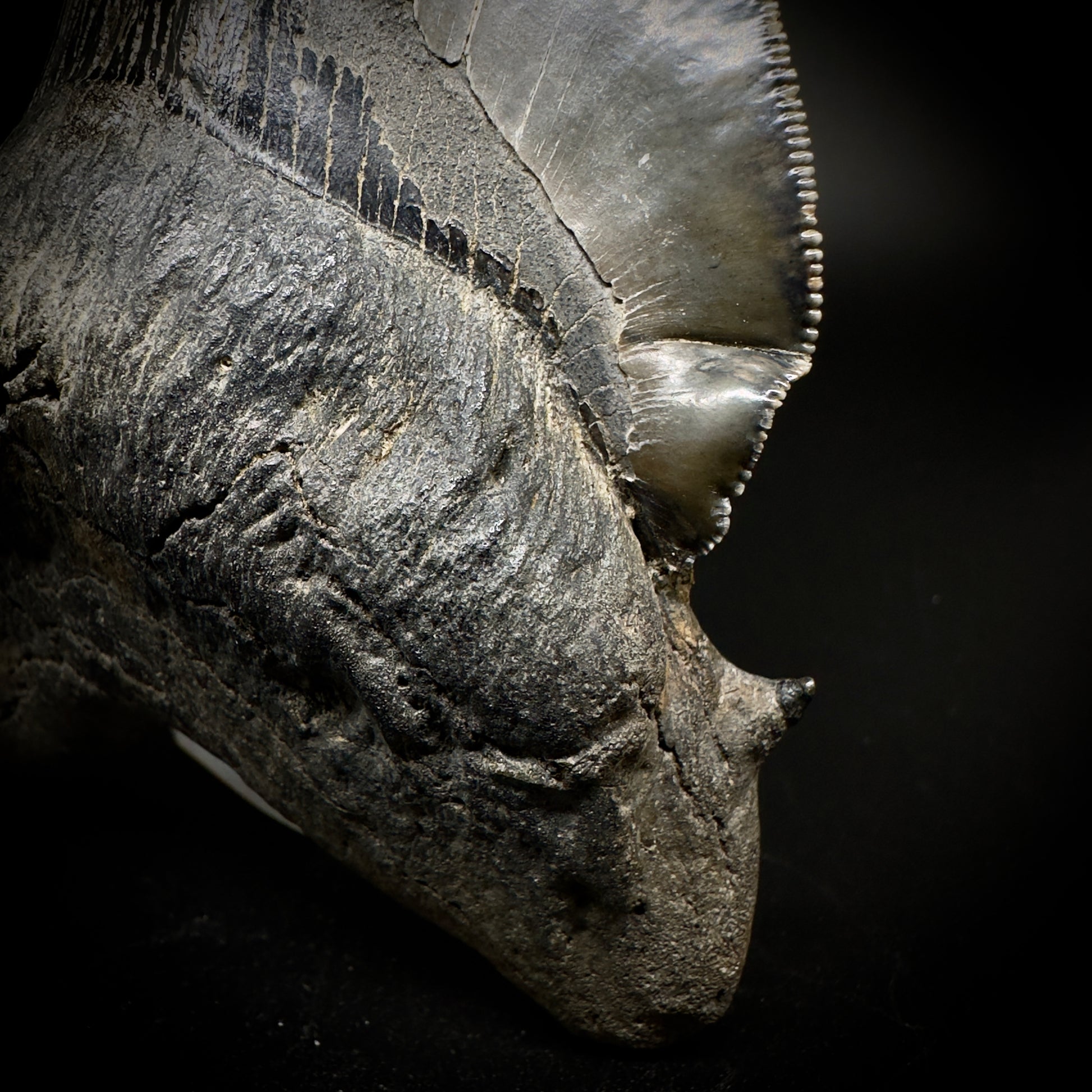 Collector's Quality, deformed 5.62" Fossil Megalodon Tooth - South Carolina CM1750 - Front detail of cusp