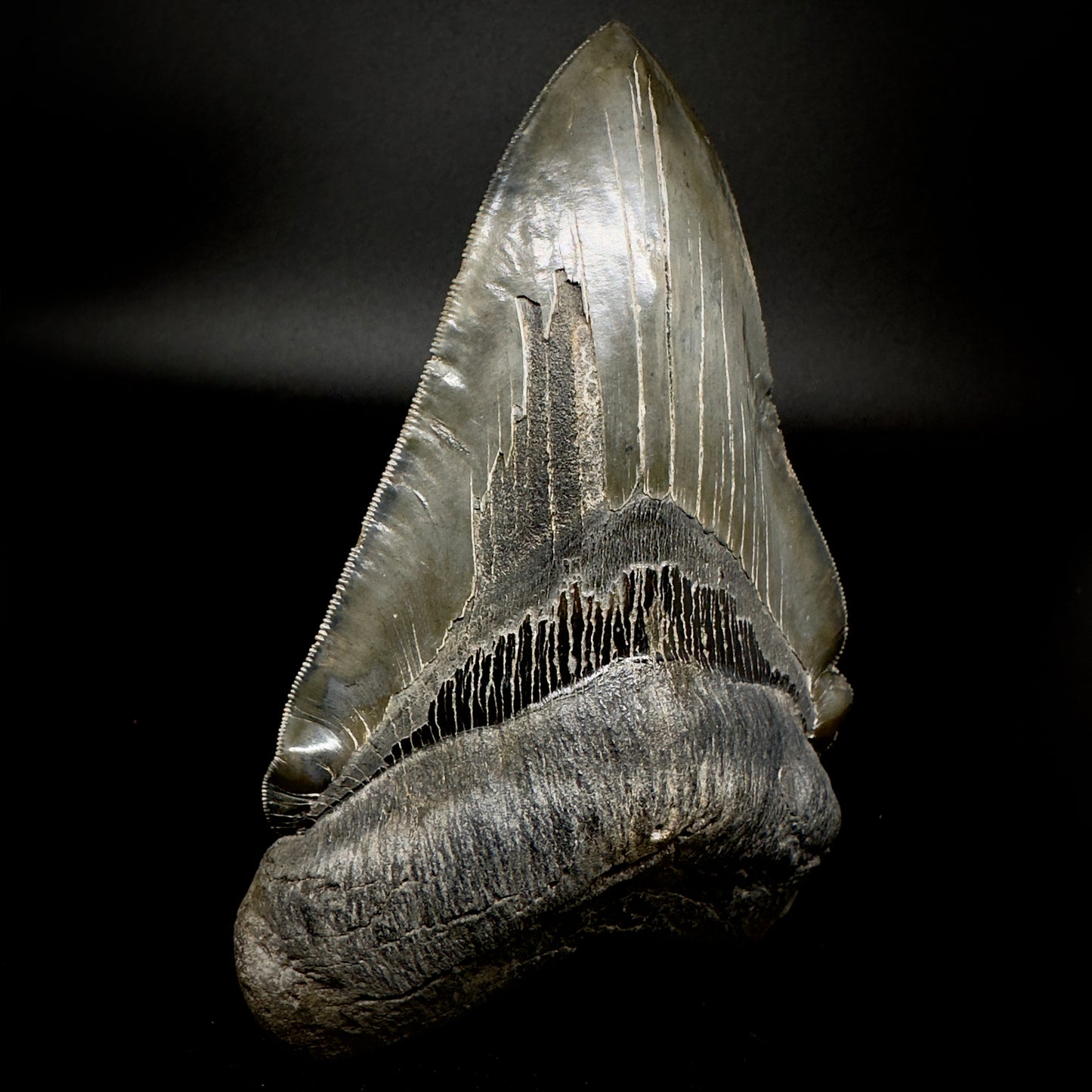 Collector's Quality, deformed 5.62" Fossil Megalodon Tooth - South Carolina CM1750 - Front 6