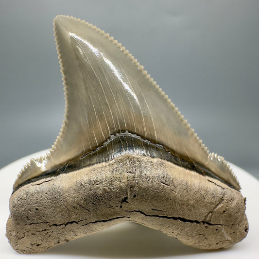 Spectacular 1.91" Fossil Carcharocles angustidens Shark Tooth from Summerville, South Carolina AN434 - Front