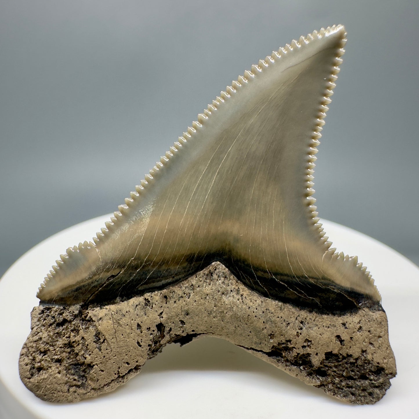 Spectacular 1.91" Fossil Carcharocles angustidens Shark Tooth from Summerville, South Carolina AN434 - Back