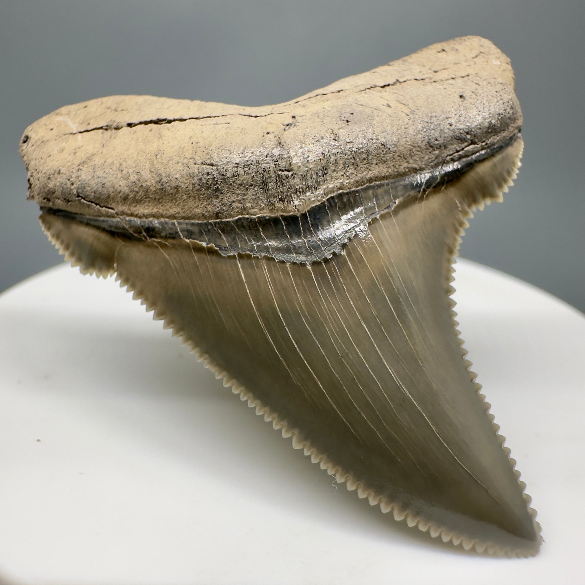 Spectacular 1.91" Fossil Carcharocles angustidens Shark Tooth from Summerville, South Carolina AN434 - Front Left