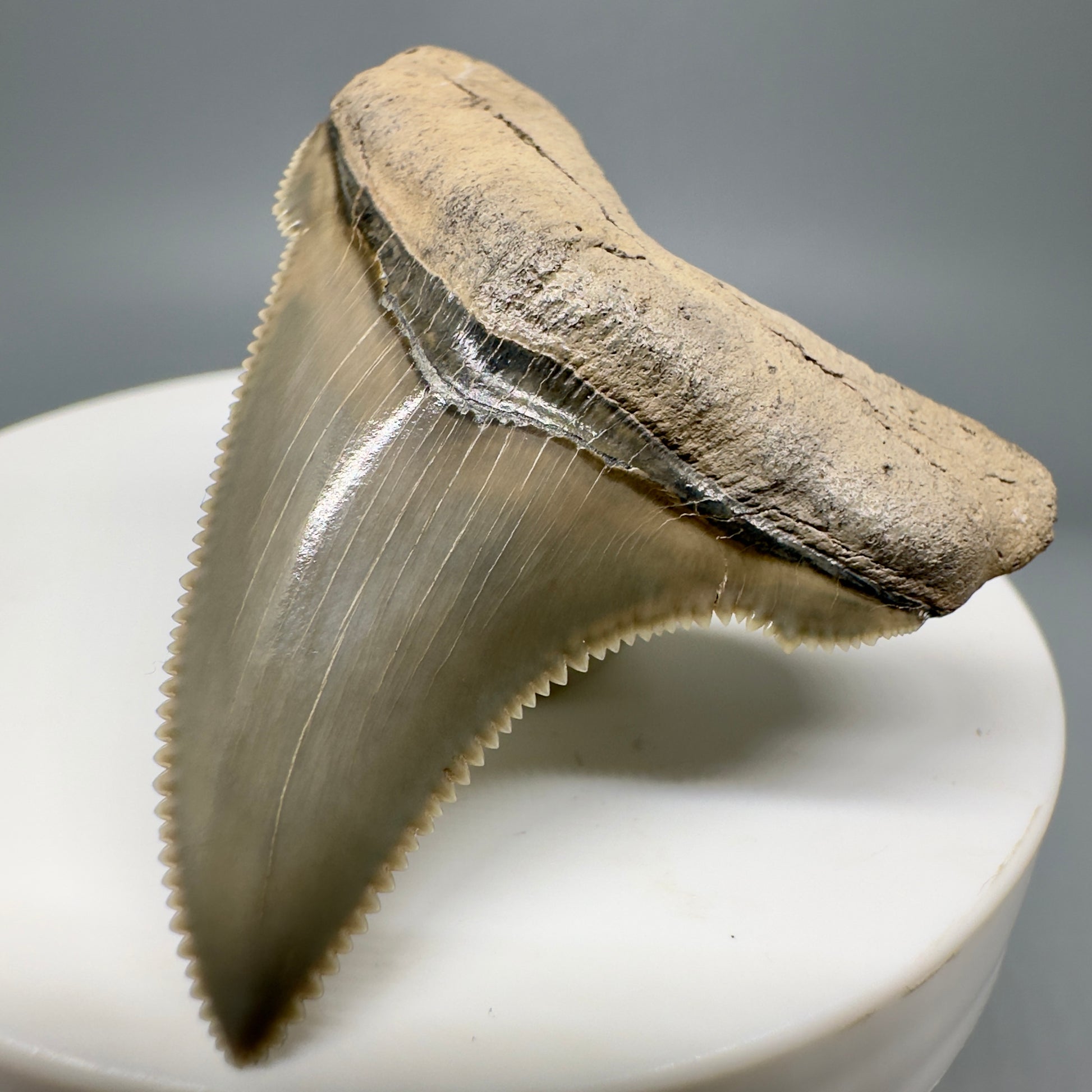 Spectacular 1.91" Fossil Carcharocles angustidens Shark Tooth from Summerville, South Carolina AN434 - Front Right