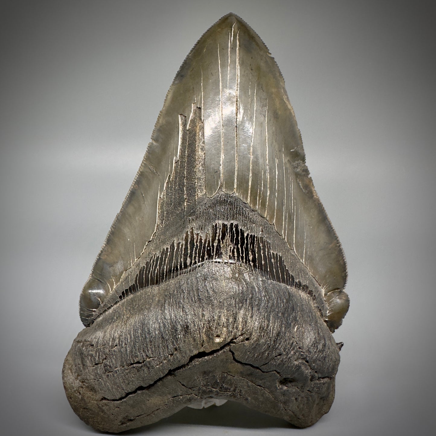 Collector's Quality, deformed 5.62" Fossil Megalodon Tooth - South Carolina CM1750 - Front