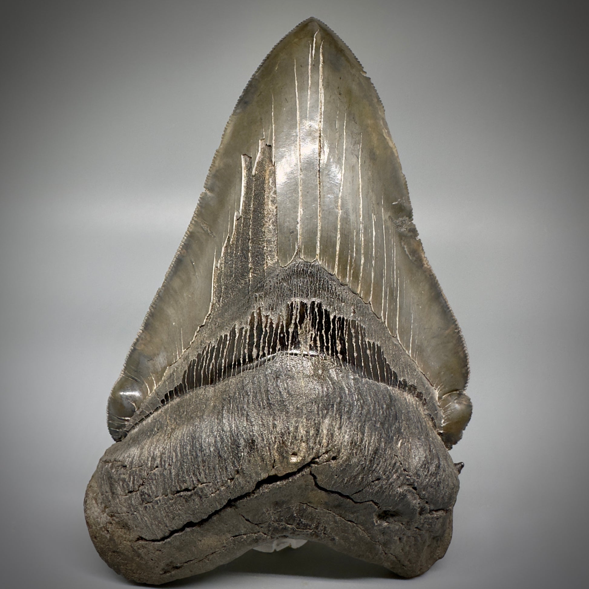 Collector's Quality, deformed 5.62" Fossil Megalodon Tooth - South Carolina CM1750 - Front