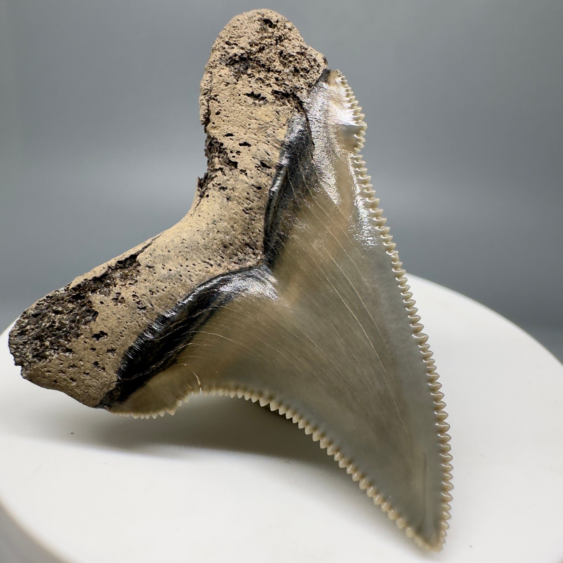 Spectacular 1.91" Fossil Carcharocles angustidens Shark Tooth from Summerville, South Carolina AN434 - Back left