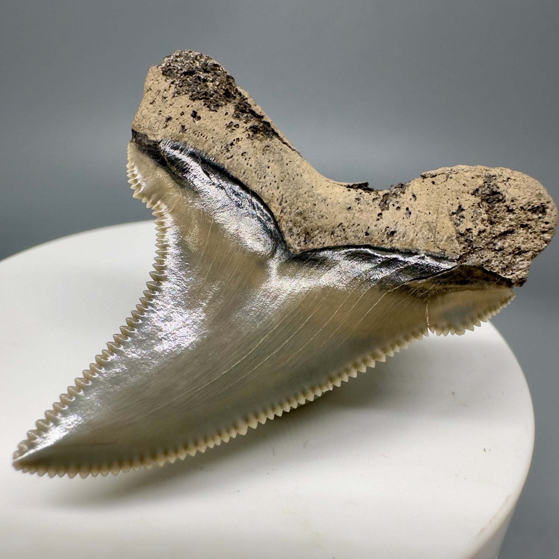 Spectacular 1.91" Fossil Carcharocles angustidens Shark Tooth from Summerville, South Carolina AN434 - Back Right