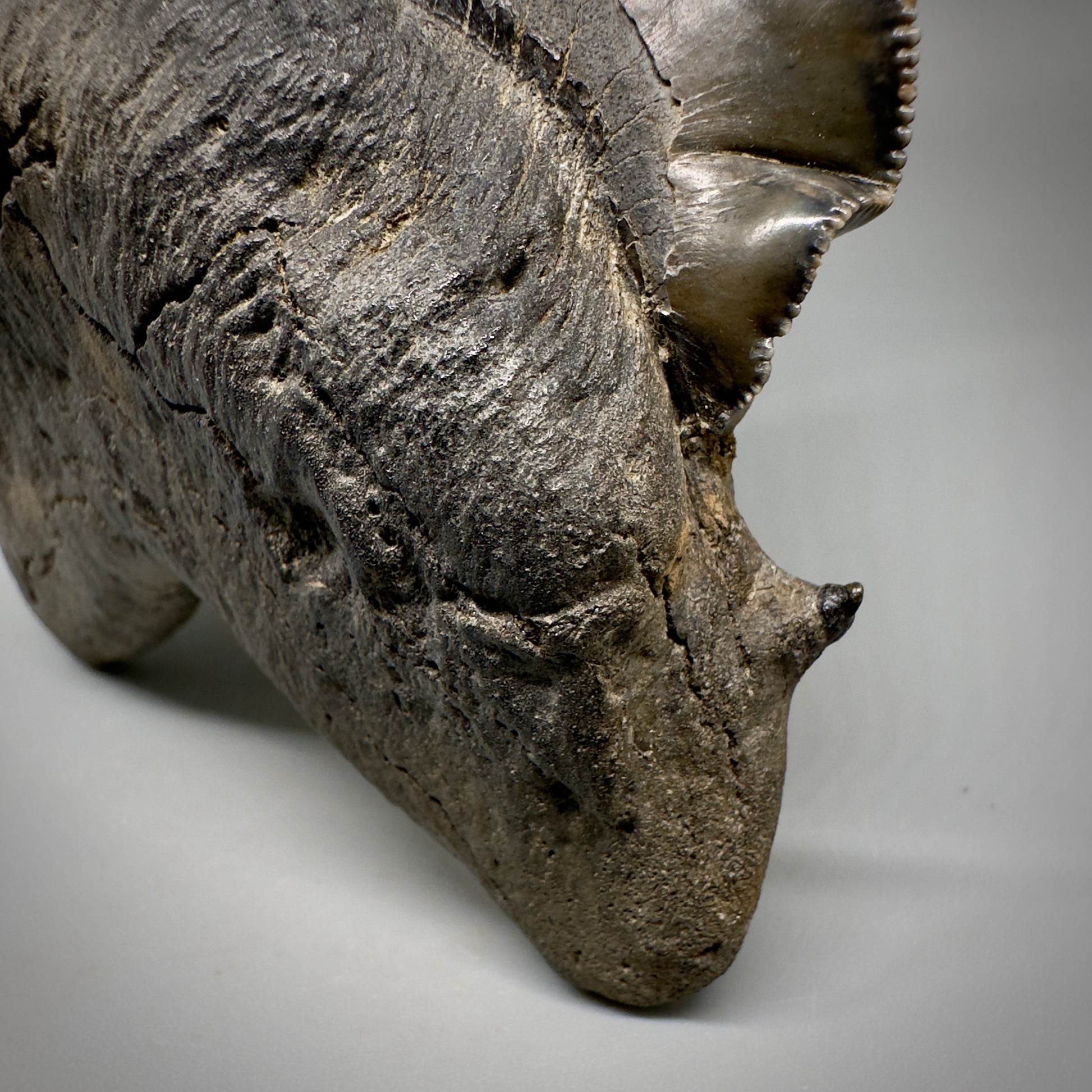 Collector's Quality, deformed 5.62" Fossil Megalodon Tooth - South Carolina CM1750 - Front cusp detail 2