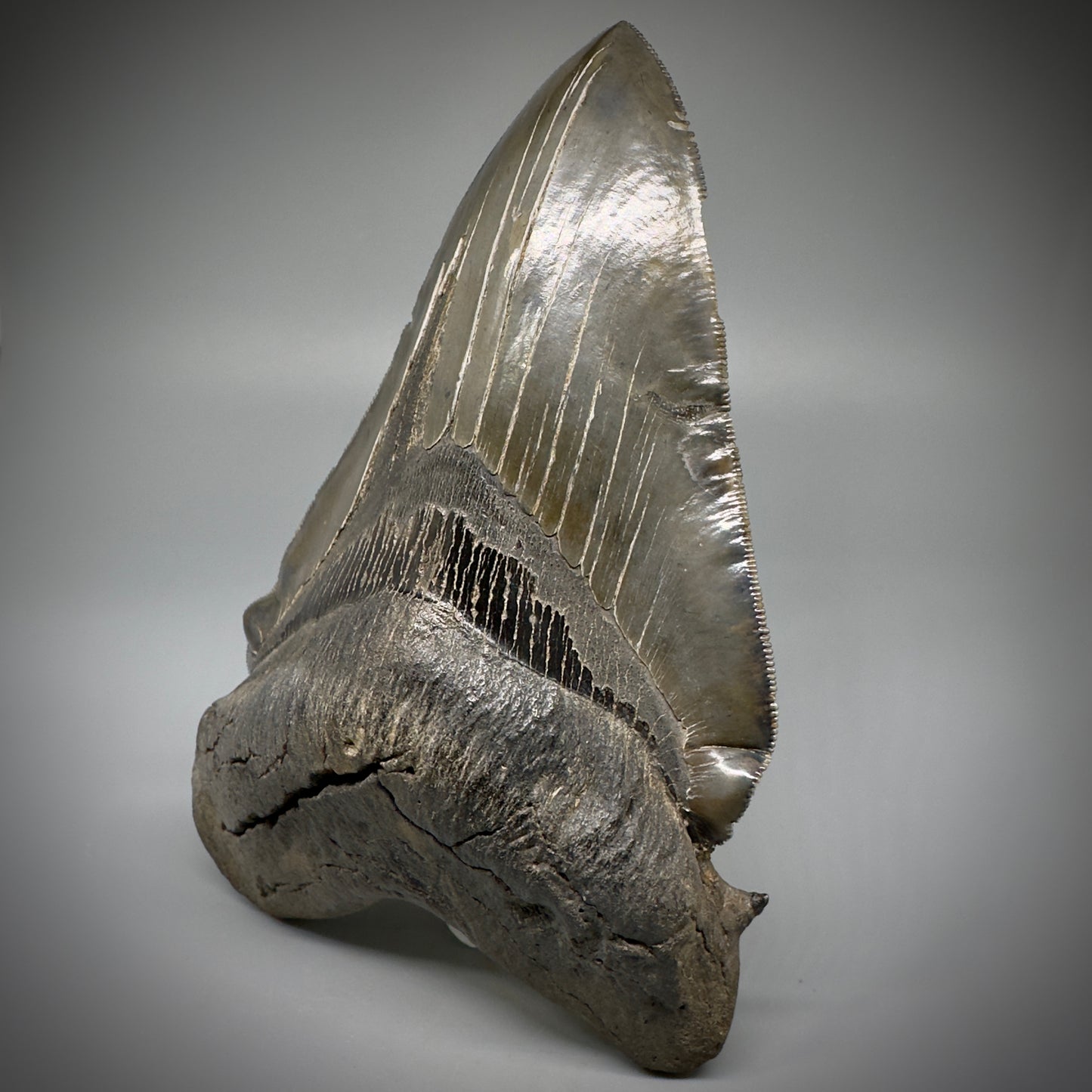 Collector's Quality, deformed 5.62" Fossil Megalodon Tooth - South Carolina CM1750 - Front 3
