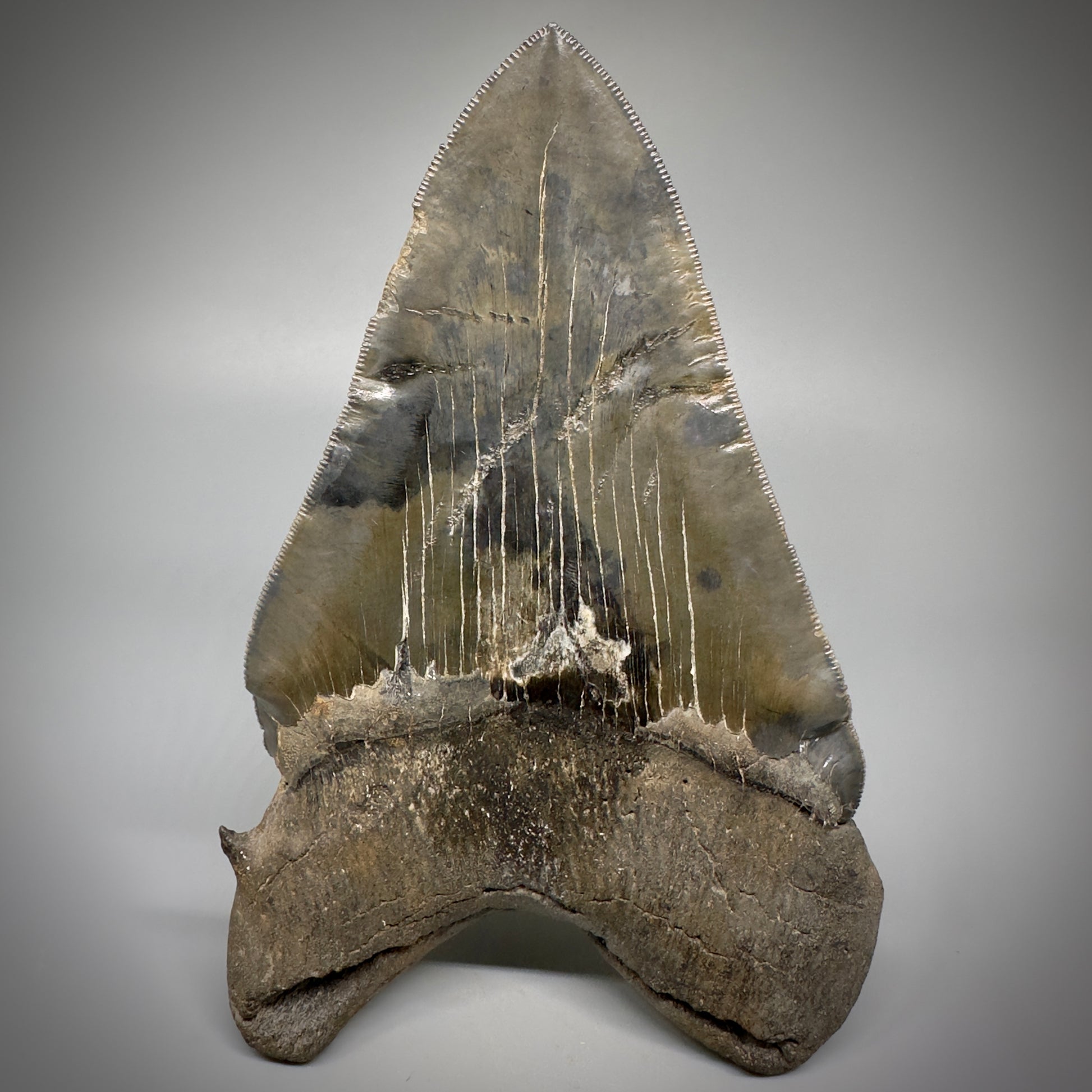 Collector's Quality, deformed 5.62" Fossil Megalodon Tooth - South Carolina CM1750 - Back 