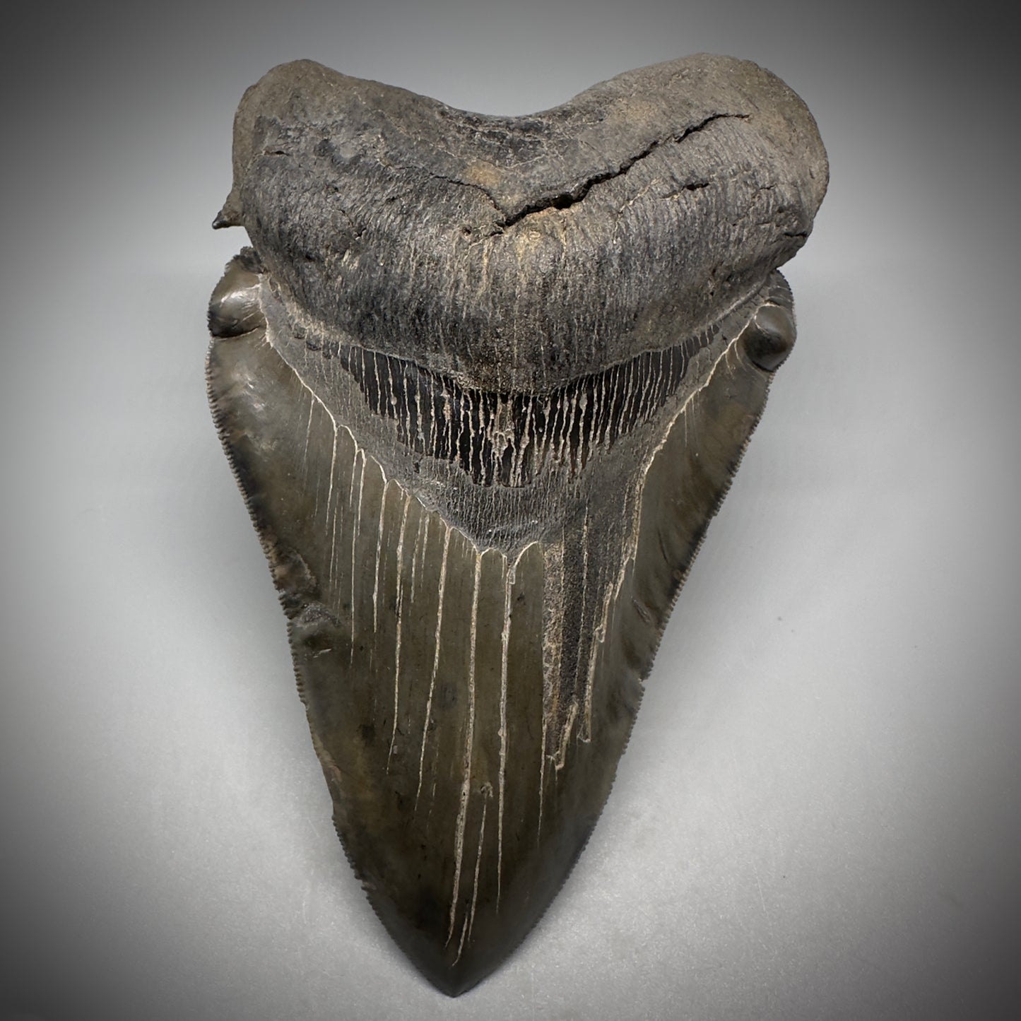 Collector's Quality, deformed 5.62" Fossil Megalodon Tooth - South Carolina CM1750 - Front 2