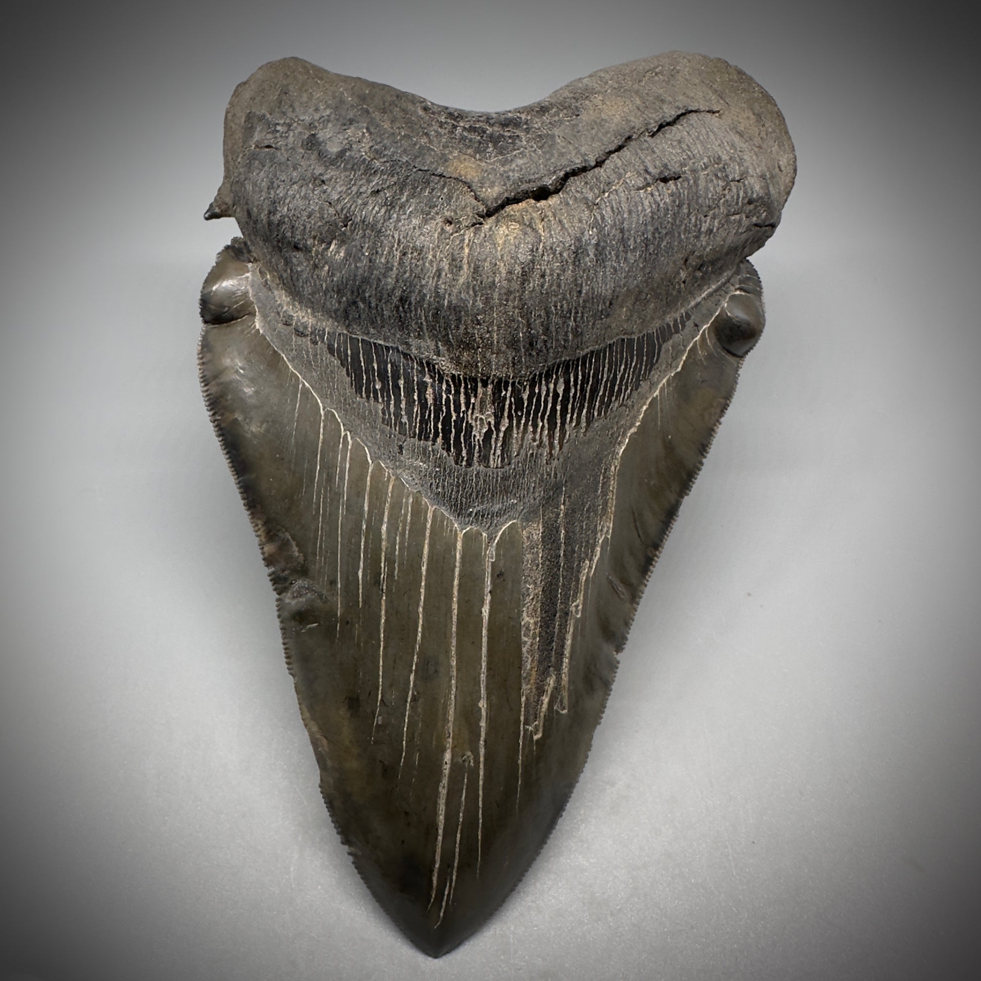 Collector's Quality, deformed 5.62" Fossil Megalodon Tooth - South Carolina CM1750 - Front 2