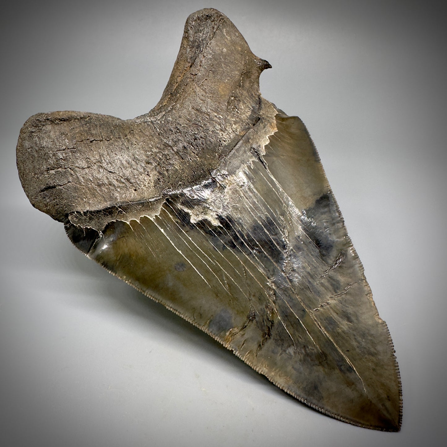 Collector's Quality, deformed 5.62" Fossil Megalodon Tooth - South Carolina CM1750 - Back Left