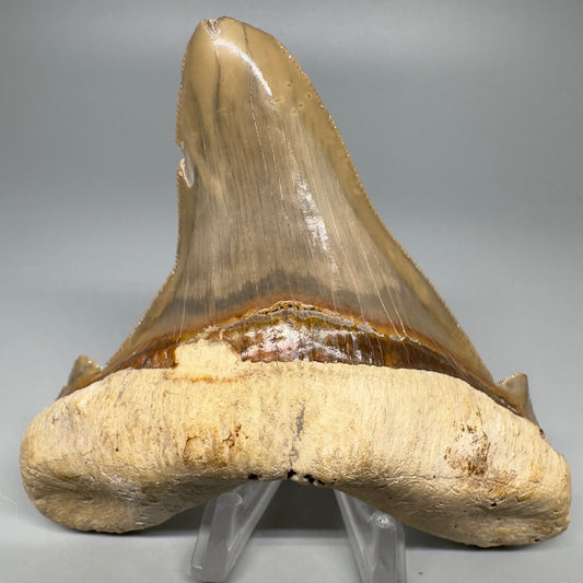 XL 4.15" serrated Fossil Carcharocles angustidens Shark Tooth from Summerville, South Carolina AN439 - Front 