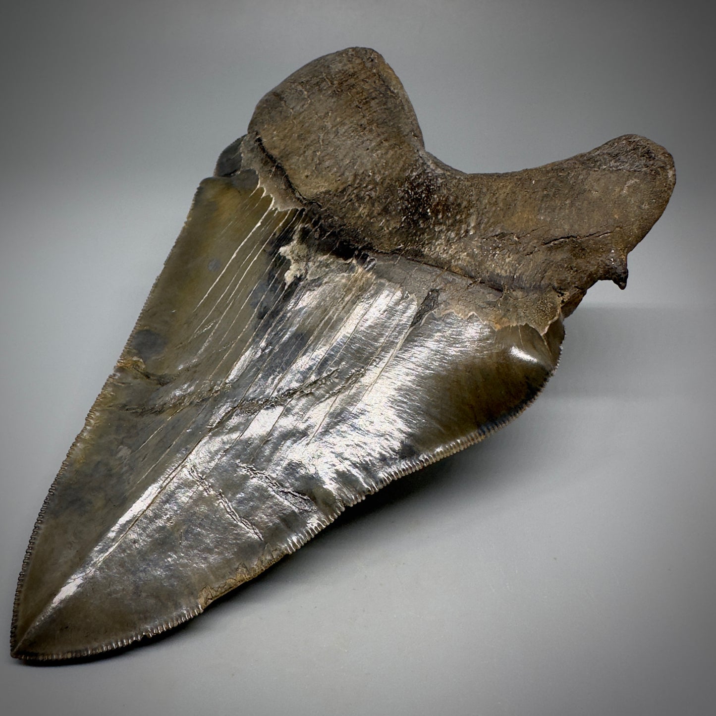 Collector's Quality, deformed 5.62" Fossil Megalodon Tooth - South Carolina CM1750 - Back Right