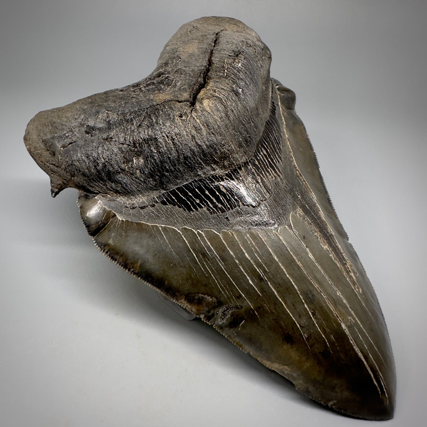 Collector's Quality, deformed 5.62" Fossil Megalodon Tooth - South Carolina CM1750 - Front Left